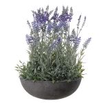 Lavendel lila in bak h42d30cm  